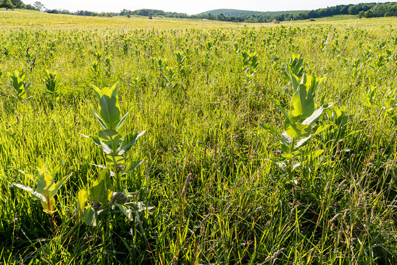 Milkweeds in Big Meadows, Shenandoah NP