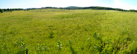 Big Meadows in Summer, Shenandoah NP