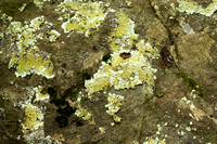Boulder lichens
