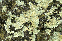 Boulder lichens