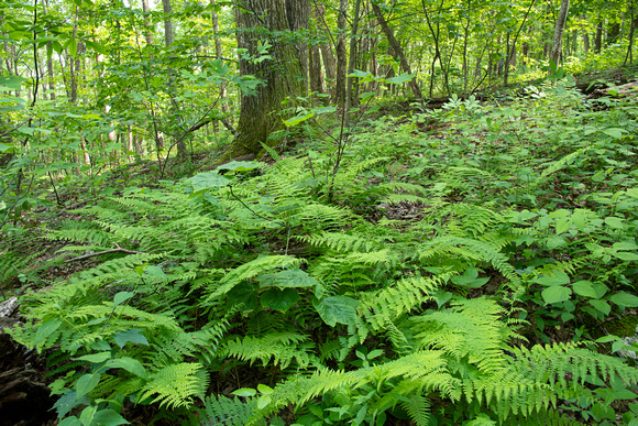 Wood ferns on forest floor