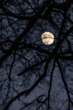 Full moon through silver maple, Henrico
