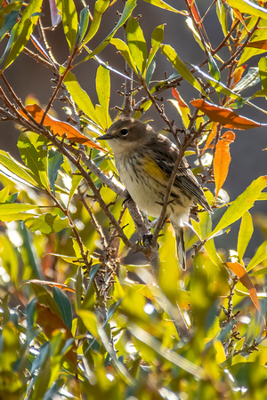 Yellow-rumped Warbler, York River State Park