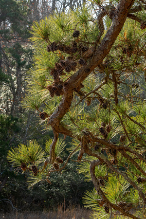 Pine with cones