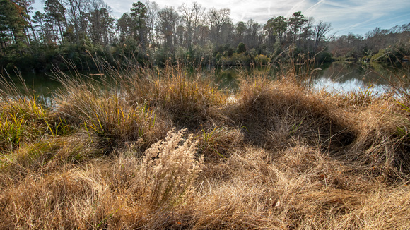 Grasses on the edge of Woodstock Pond
