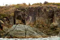 Turk's Cap cacti on cliff