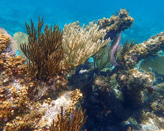 Soft corals