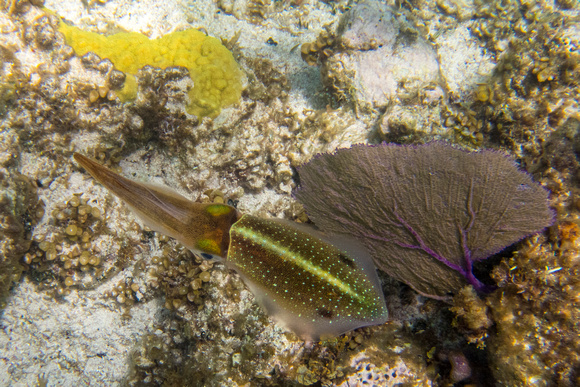 Cuttlefish