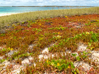 Gibbs Cay shoreline