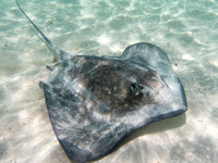 Stingray cruising in to be fed