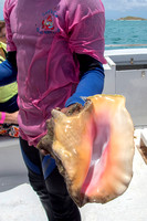Details of Queen Conch, Grand Turk Island