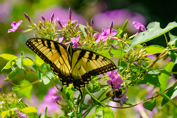 Eastern Tigertail Swallowtail on Phlox flowers