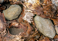 Tree roots wrapping rocks