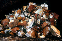 Conch shells piled up after meat extraction