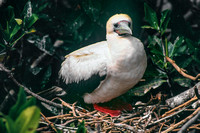 Red-footed Booby (White phase)
