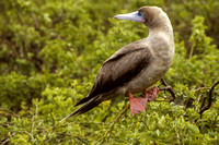 Red-footed Booby (Brown phase)
