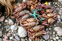 River crabs for sale