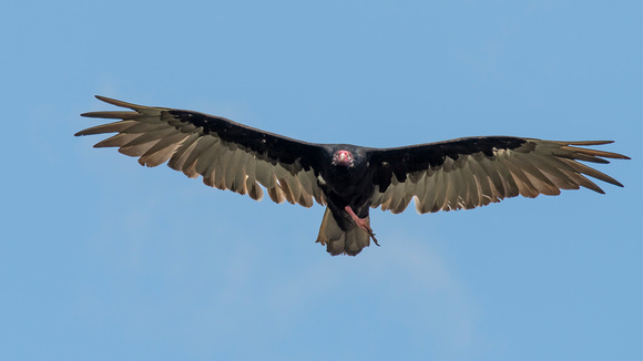 Turkey Vulture, Great Falls NP