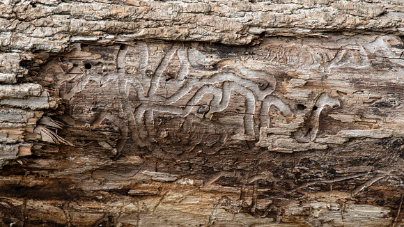 Beetle-bored tracks in driftwood