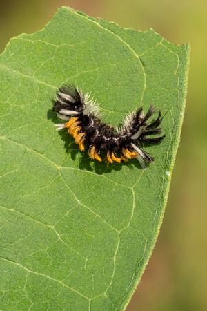 Milkweed Tiger Moth caterpillar