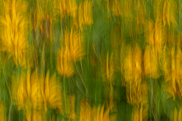 Thin-leaved Sunflowers