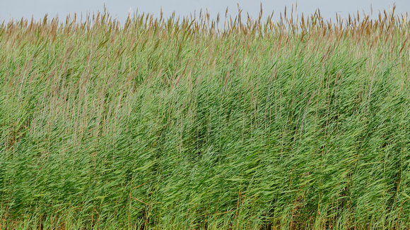 (Invasive) Eurasian Common Reeds at Back Bay National Wildlife Refuge