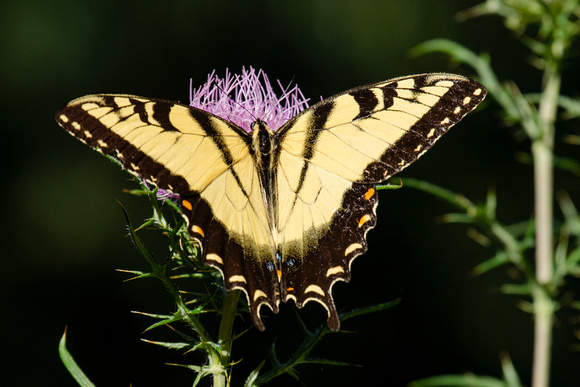 Eastern Tiger Swallowtail, Story of the Forest Trail, Shenandoah NP