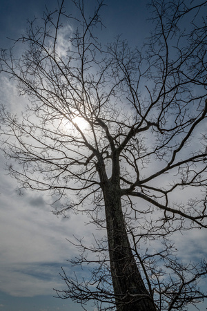 Winter tree cloudscape at Pinnacles Overlook, Shenandoah NP