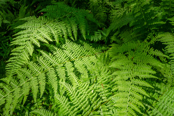 Hay-scented ferns
