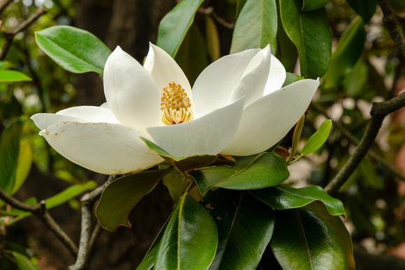 Southern Magnolia, Downtown Charlottesville