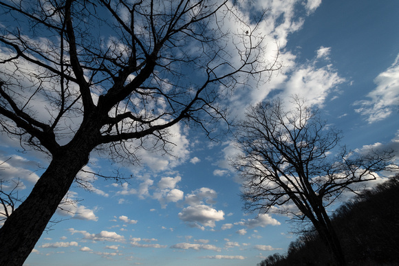 Winter Trees' Cloudscape