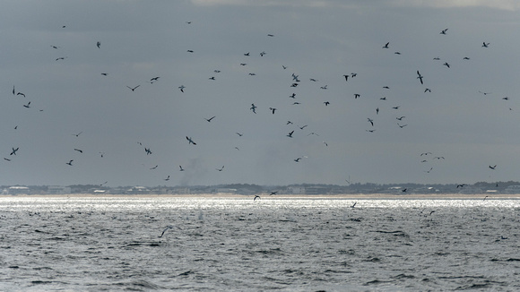Flock of Northern Gannets, Atlantic Ocean off Virginia Beach