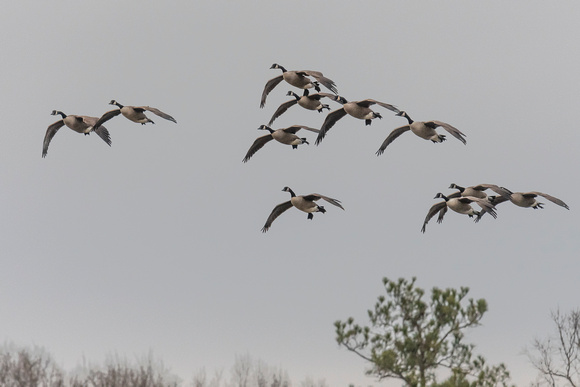 Canada Geese landing in Tuckahoe Creek, Henrico
