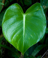 Philodendron sp.,