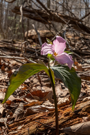 Trillium on Limberlost Trail, Shenandoah National Park