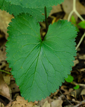 Golden Ragwort leaf