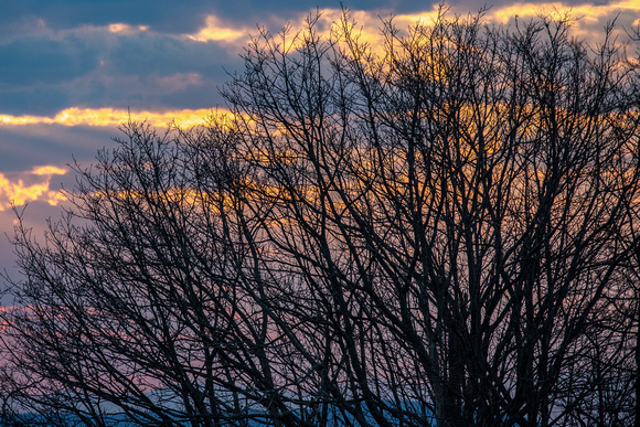 Fiery sky sunset tree