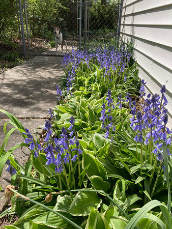 Spanish Bluebells among Hostas