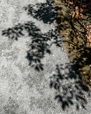 Leaf shadows