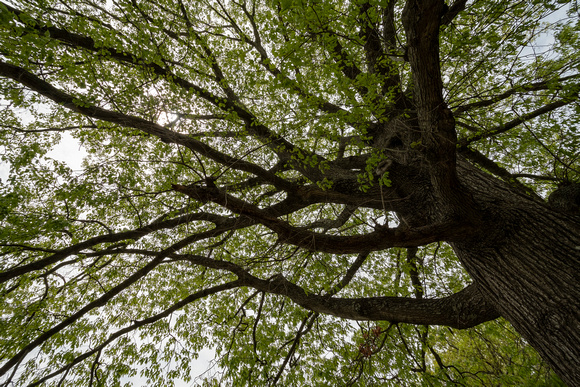 Tree canopy, Historic Jamestowne
